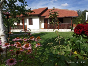 Bjelasica Home